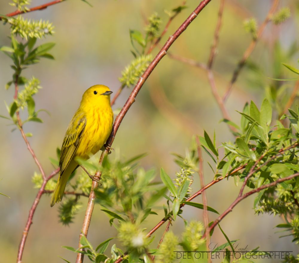 Yellow warbler
Headwaters State Park Montana

