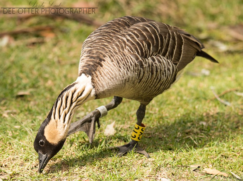 Nēnē, a Hawaiian goose
Haleakalā National Park