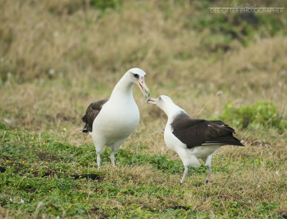 A photo of two Laysan Albatross in Los courtship dance. There are so many steps and dances. These two were bobbing up and down and clacking beaks together.