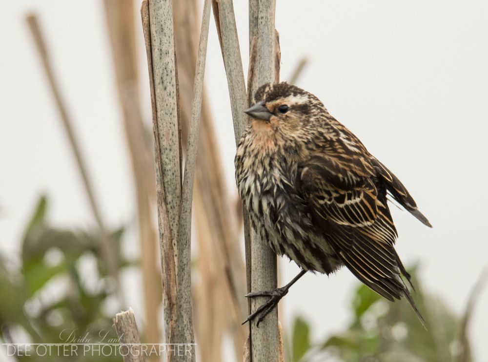 Female red-winged blackbird. Males are all black with red wingpatches
Bozeman, MT