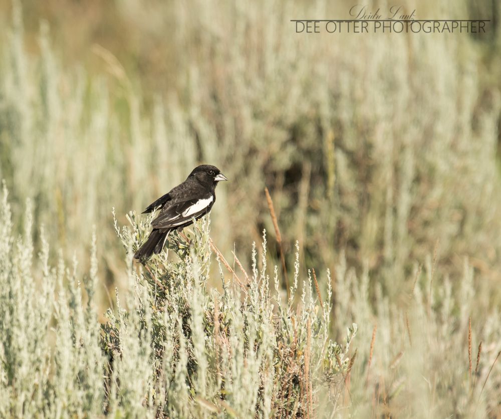 Lark bunting
Eastern Montana