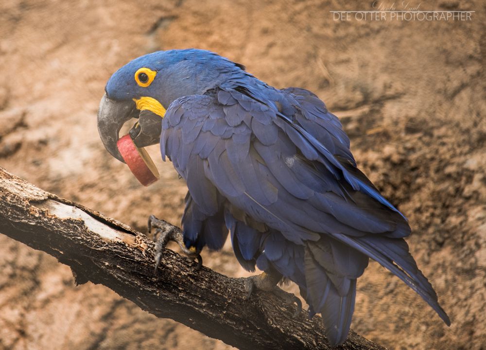 Hyacinth macaw. Possibly one of the largest parrot beaks. Use for secure food. Also they open up shelled nuts REALLY quickly.
ABQ Biopark Zoo

