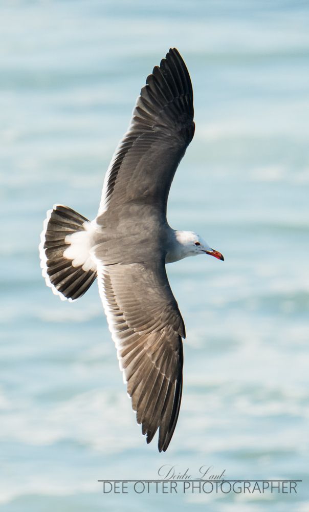 Heermann's gull
San Diego, CA