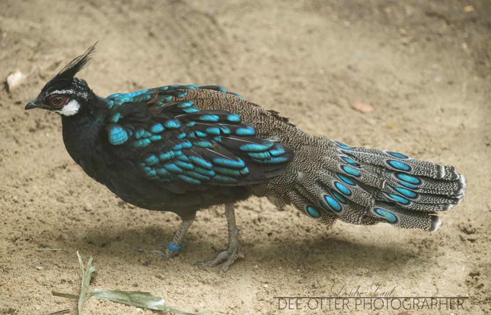 A male Palawan peacock-pheasant, mostly brown and black feathers with iridescent turquoise feathers that make spots on the wings and tail.
Oregon Zoo
