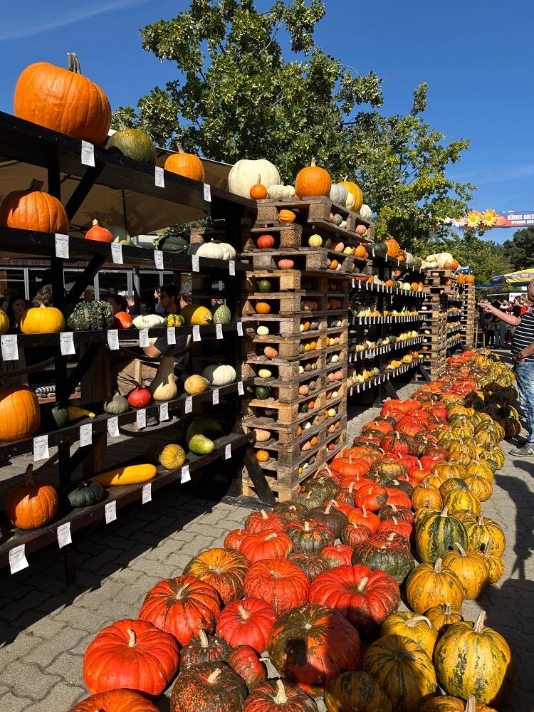 ganz viele kürbisse