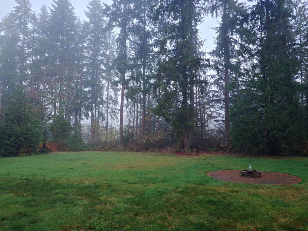Foggy morning showing our backyard with green ground cover and large Douglas Fir and Western Red Cedar trees. Also a couple Big Leaf Maple that have dropped their leaves for the season.