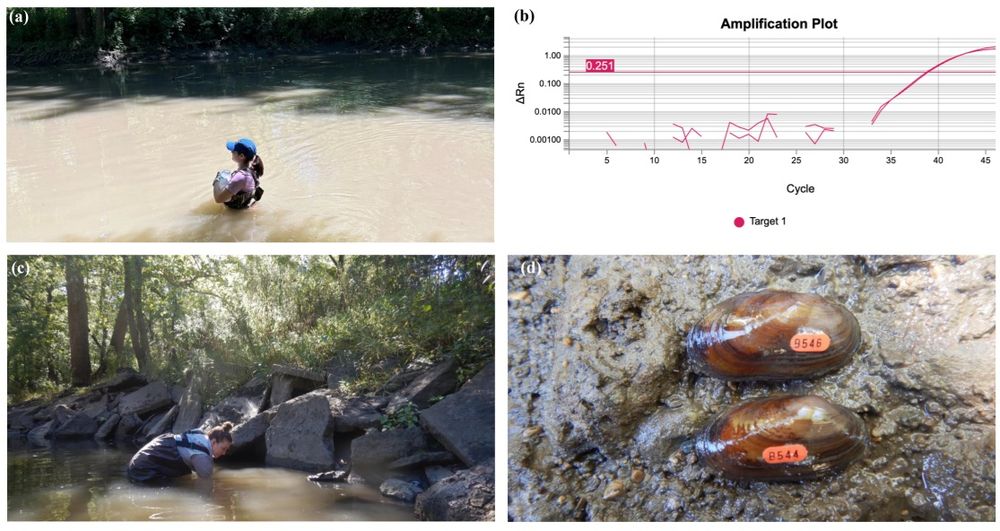 A four panel figure showing (a) a biologist wading in a turbid river with a water sample, (b) a real-time or quantitative PCR amplification plot with a positive environmental DNA detection, (c) a biologist searching concrete riprap on a river bank, and (d) two freshwater mussels that have been marked for future monitoring and recapture.