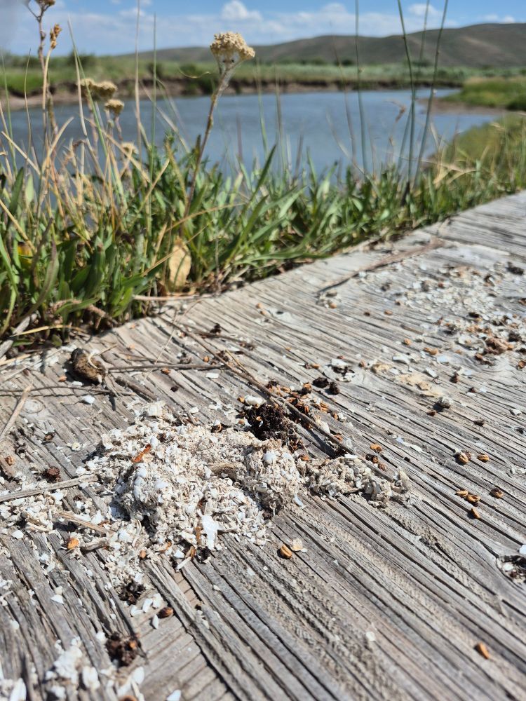 A latrine pile of crayfish fragments with a low gradient river in the background 