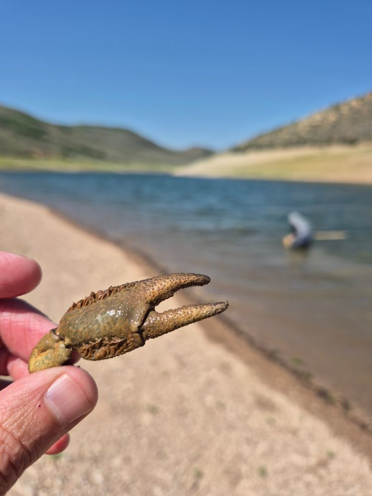 A crayfish claw with hairy patches on the left and right dorsal surface, with an out of focus lake in the background