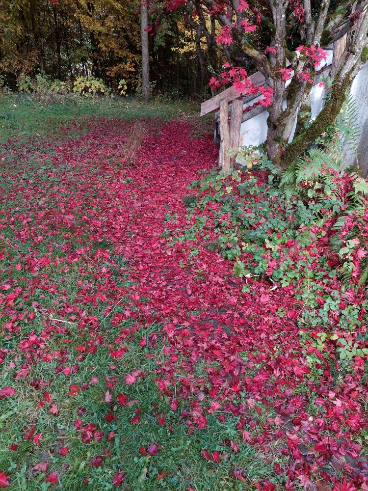 Ein Teppich aus Blätter des roten Ahorns.