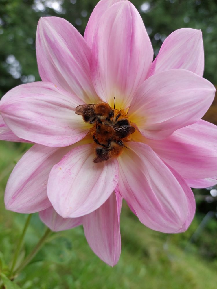 Drei Hummeln tummeln sich auf eine hellrosa Dahlie