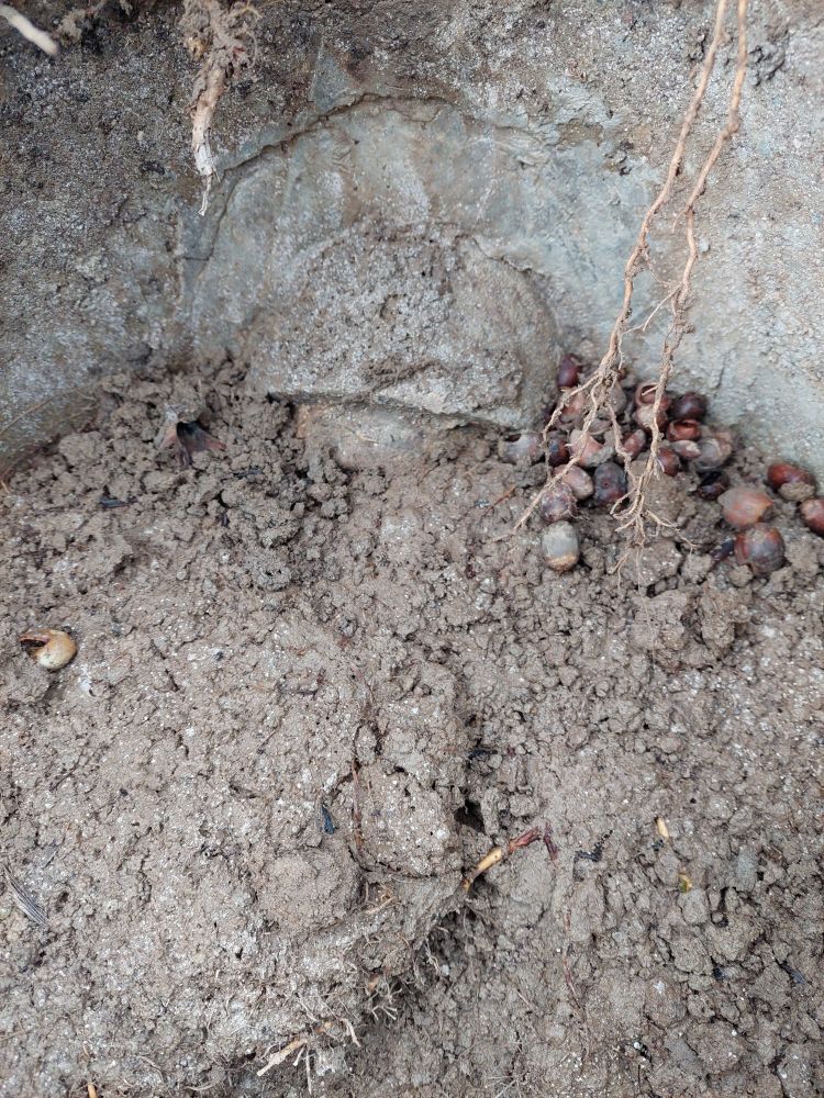Nahaufnahme des Zuflussrohrs, deren Ausgang mit Schlamm bedeckt ist. 