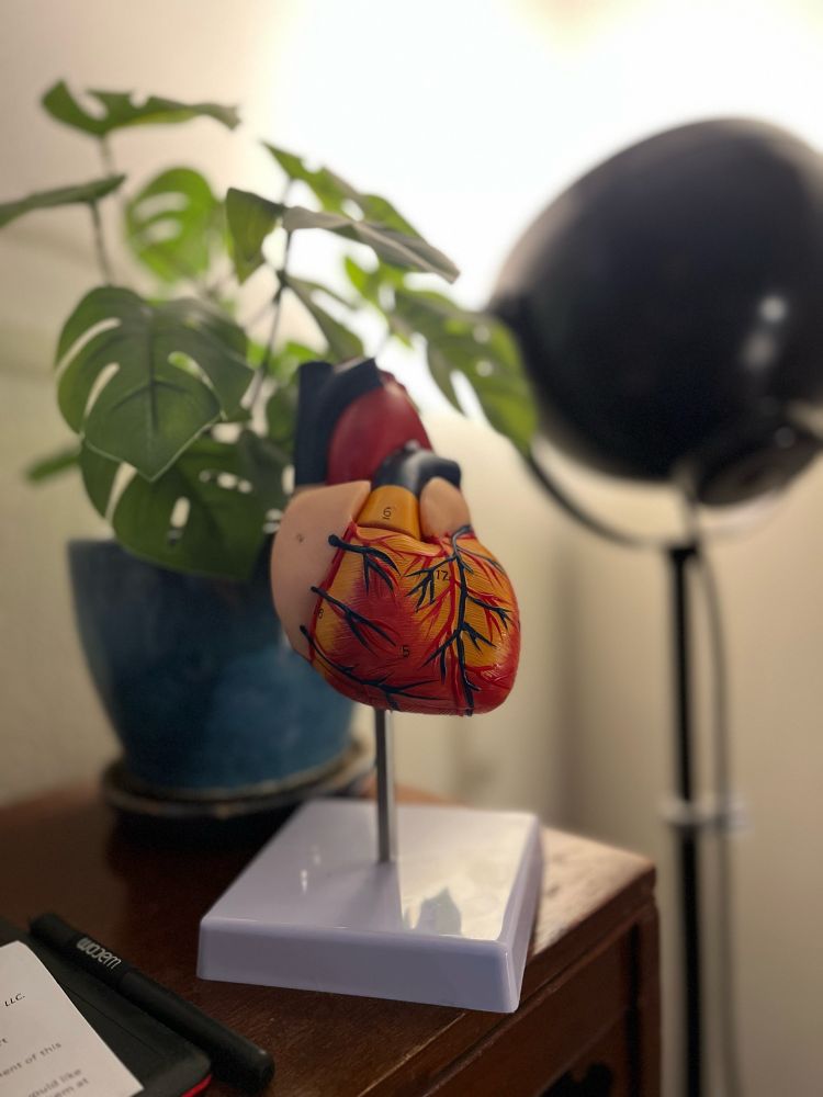 Model of an anatomically correct heart on the top of a bookshelf next to a lamp and a potted plant.