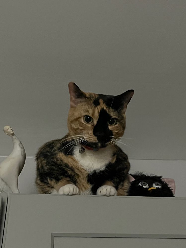 tortoise cat sitting on top of a shelf with a furby and surreal statue