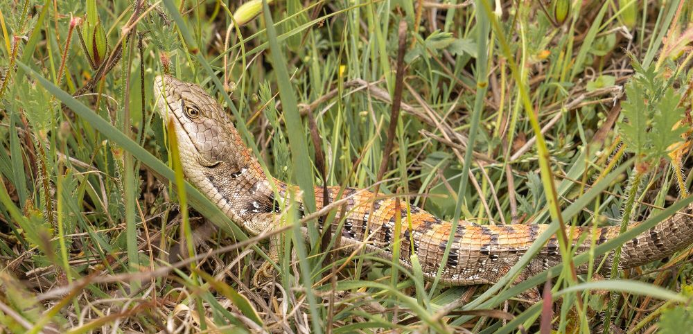 Public domain photo of an orange backed California alligator lizard in green grass courtesy of Jesse Plum from the BLM via Wikimedia Commons.