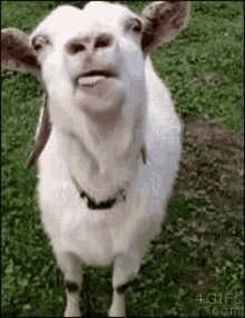 A goat excitedly blepping.