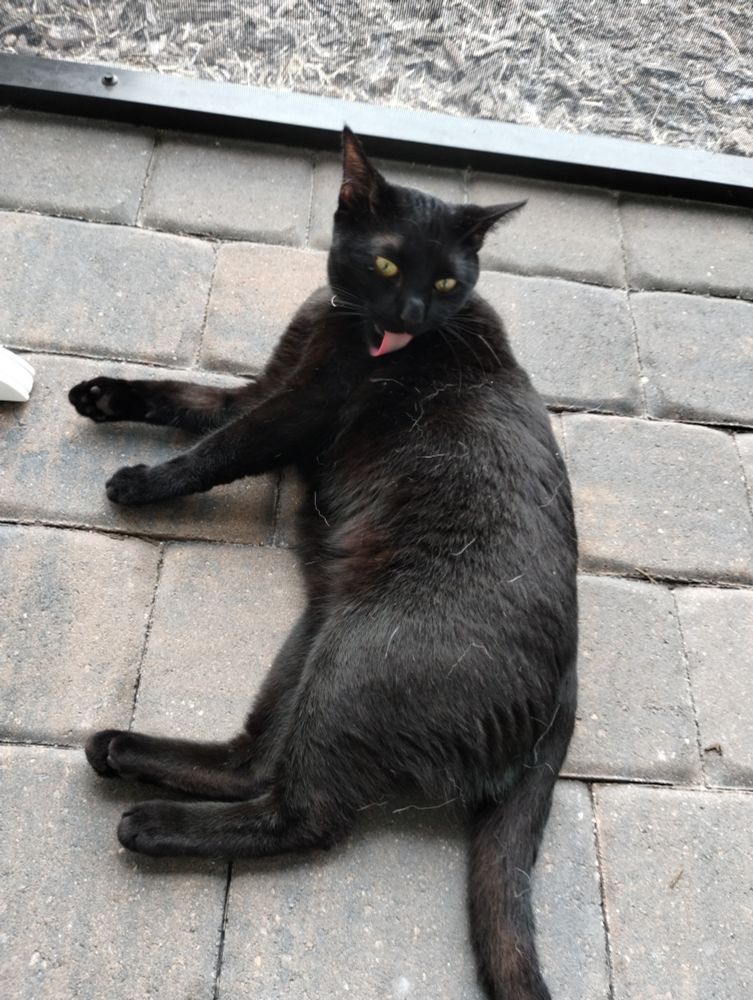 A black cat lying on patio bricks in front of a screen grooming himself.