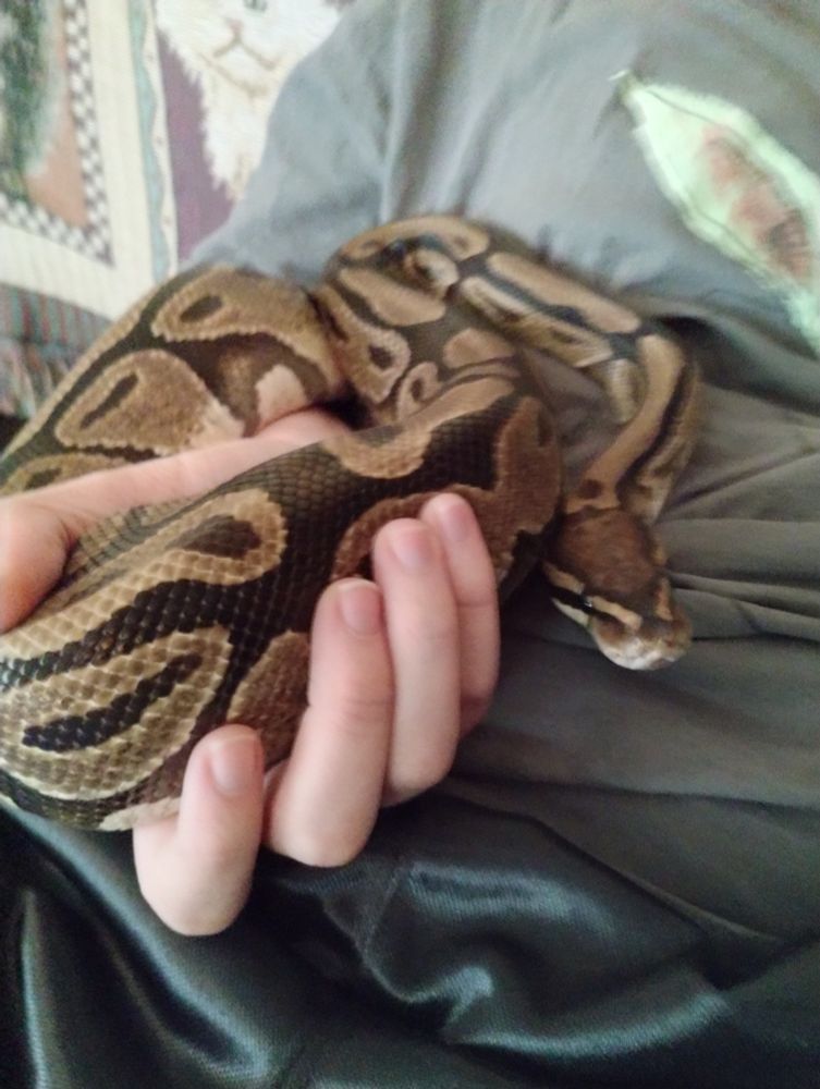 A white hand holding a thirteen year old ball python with a grey shirt in the background.