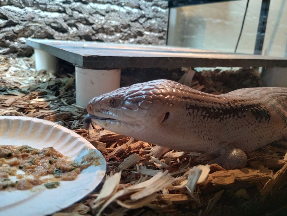 A blue tongue skink with tongue out over an almost entirely empty plate of food.