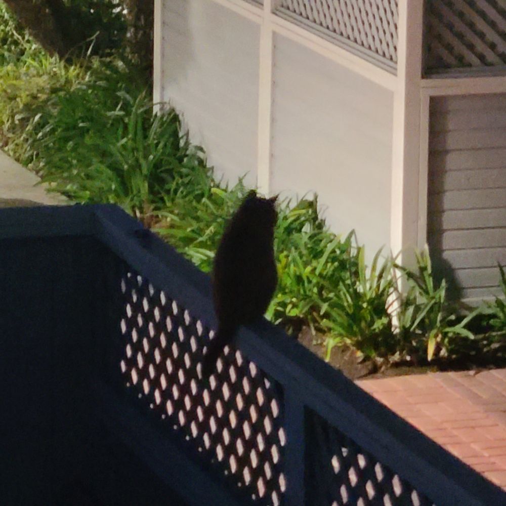 Cat on fence. 