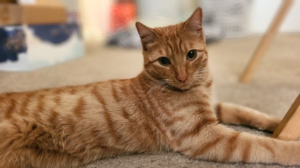 Milo looking very handsome this morning.