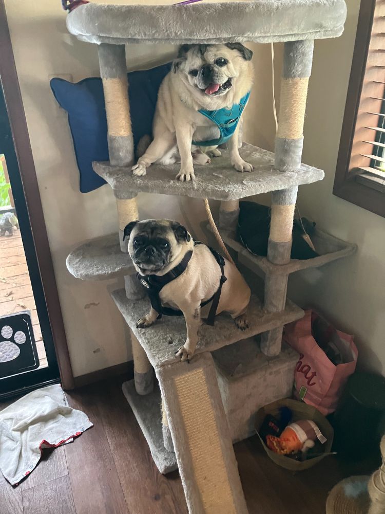 What’s going on here?! No you can’t be cats!
