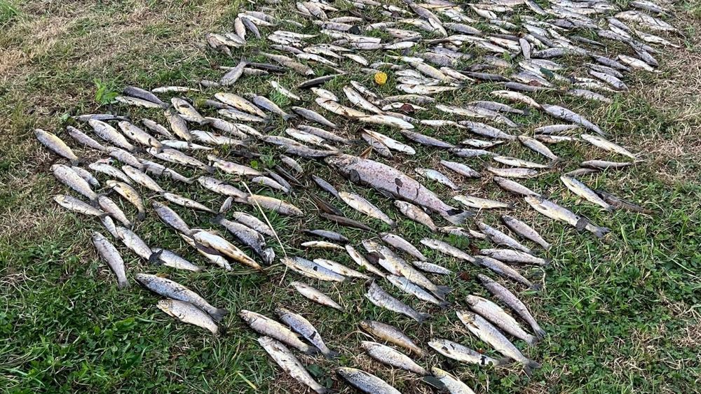 Tests conducted by the EPA on wastewater at the North Cork Co-Op Creamery Plant adjacent to the site of a large Blackwater River fish kill two weeks ago found the Co-Op was not compliant with its disc...