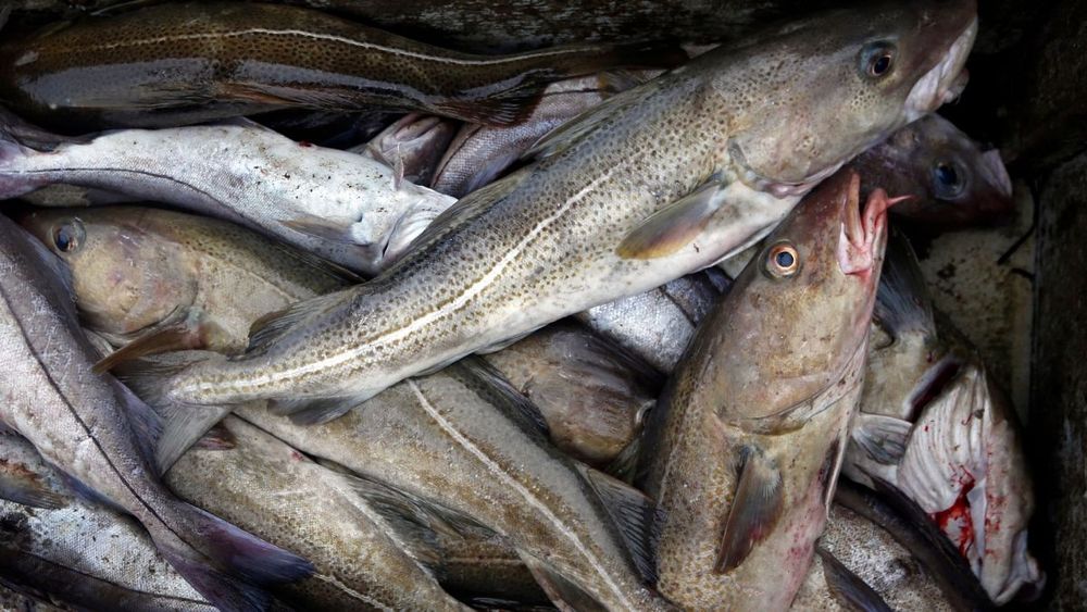 Experts say the ruling is likely to have a positive impact on other legal cases on bottom trawling happening across the EU.