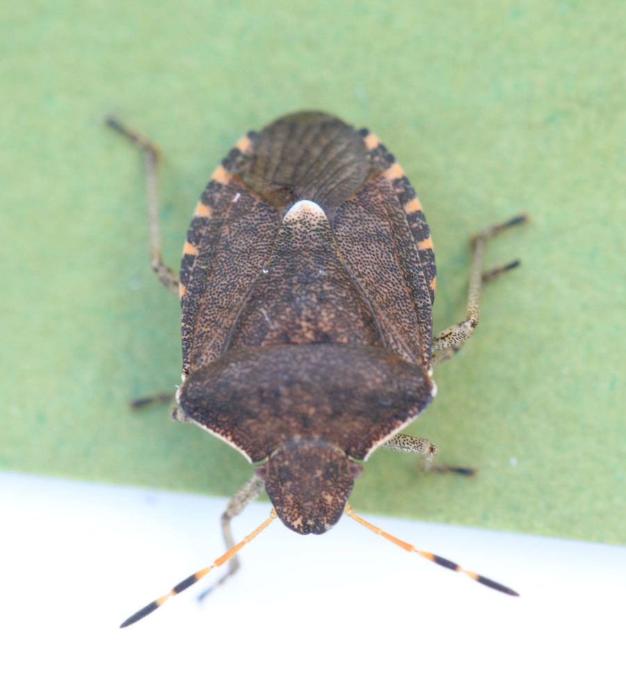 Periballus strictus, with pale tip to scutellum, banded connexivum, but obviously orange antennal segments 1 and 2