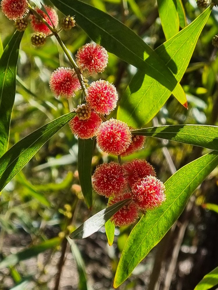 Red wattle flowers