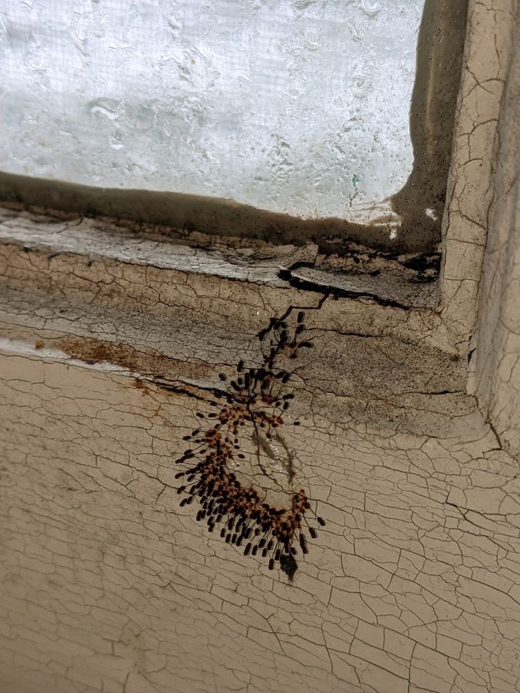 Slime mold on a window frame.