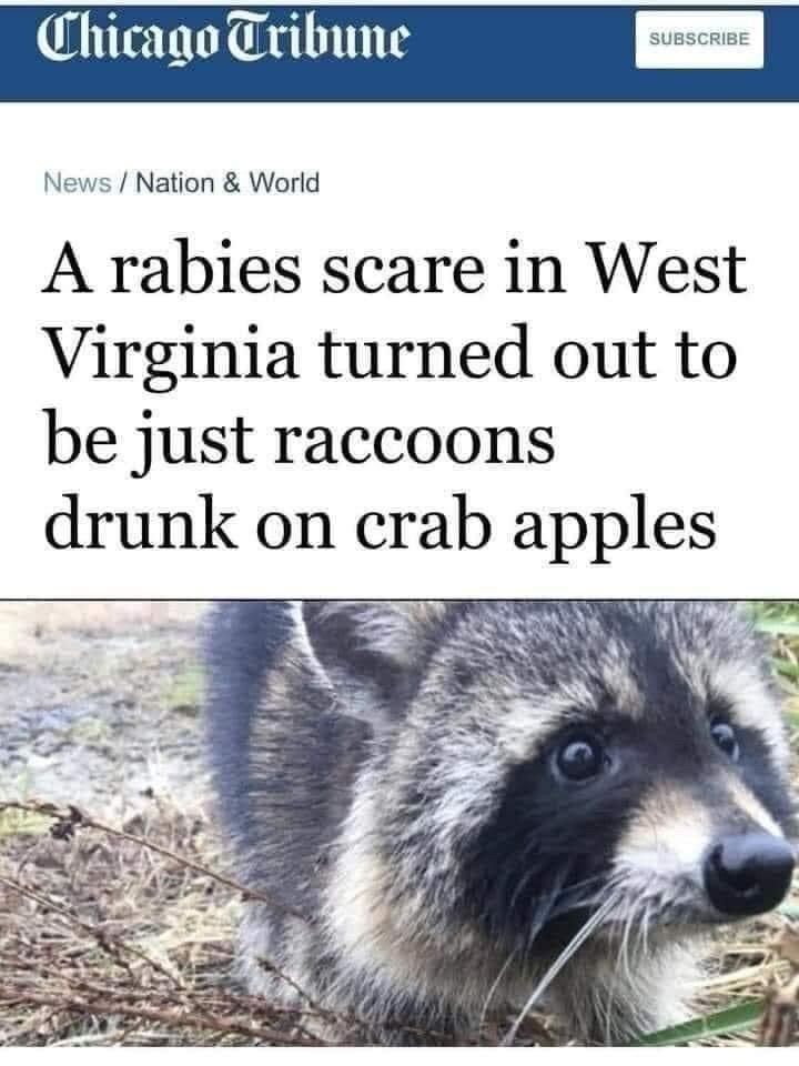 A article headline that says
“A rabies scare in West Virginia turned out to be just raccoons drunk on crab apples”

And there’s a picture of a raccoon underneath his face loooks cute