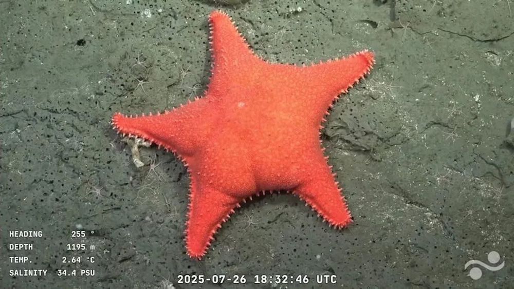 a orange starfish shaped like Patrick from spongebob with what appears to be a well defined set of buttcheeks 
There’s some numbers and text in white giving the date and time and water conditions 