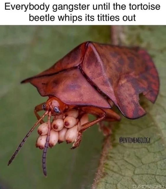 Everybody gangster until the tortoise beetle whips its titties out

and there’s this leaf lookin bug with like 10 titty looking blobs hanging out 
