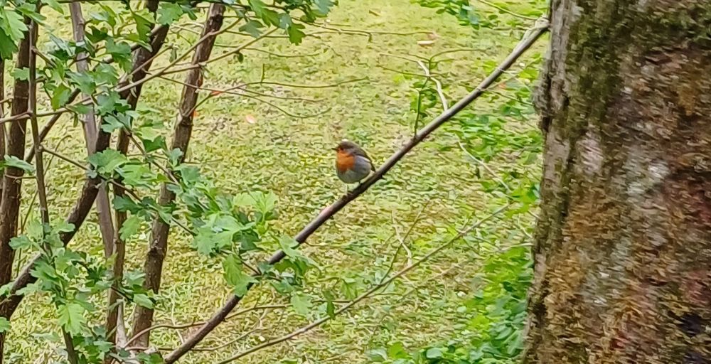 European Robin on a tree branch