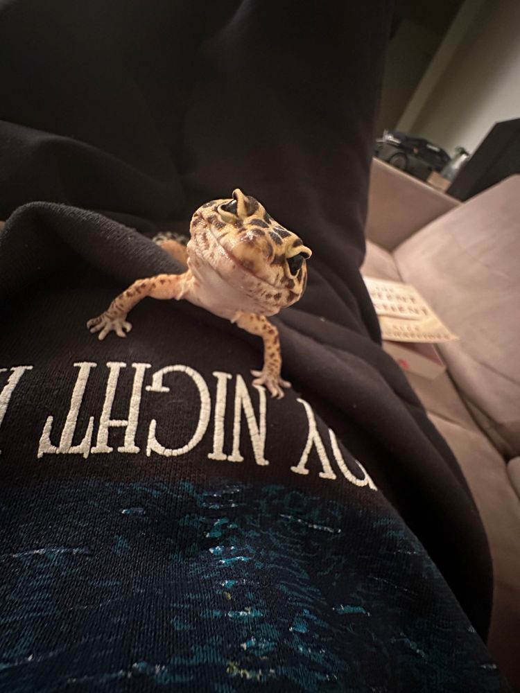 leopard gecko looking sheepishly at the camera atop a person’s lap. a book is by their side. 