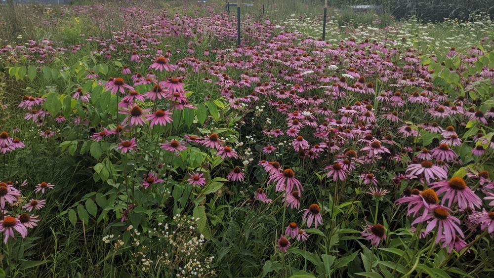 A picture of an experimental prairie restoration, and the field is mostly composed of Echinacea purpurea