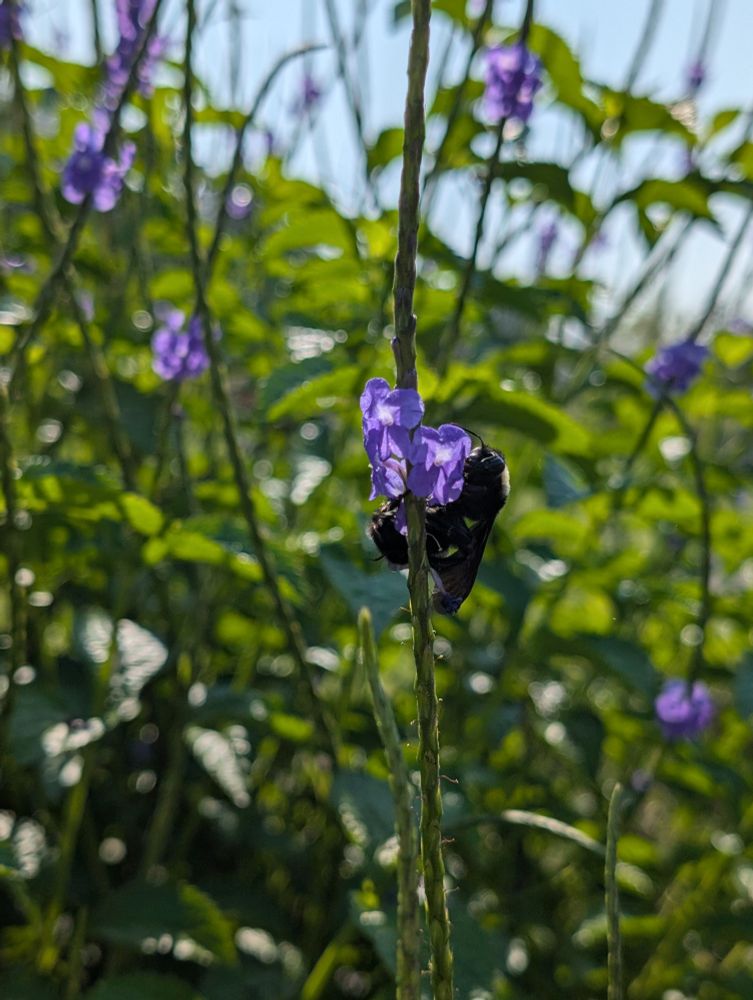 Bumblebee on a snakeweed flower