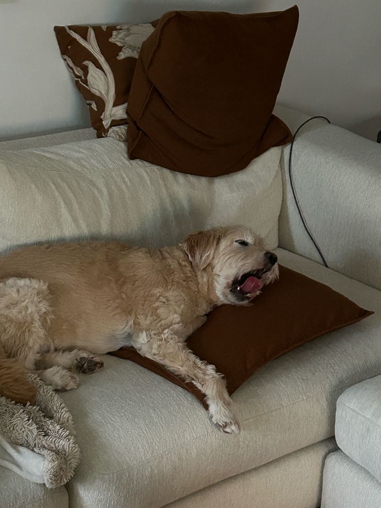 Hund liegt gähnend auf Sofa mit Kissen unter dem Kopf