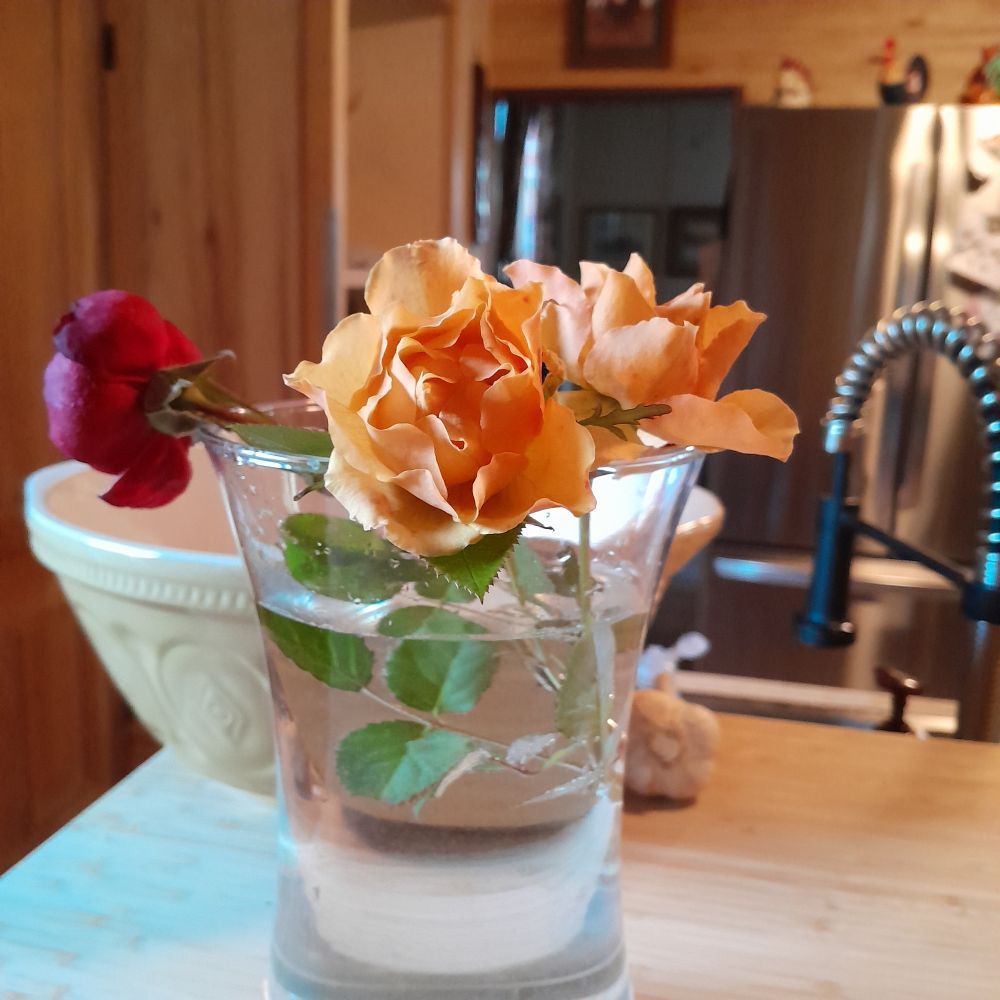 Three roses from my garden. The frost has brought out the peachy tones in two of them. The other is a red rose a litgle worse off because of the frost.