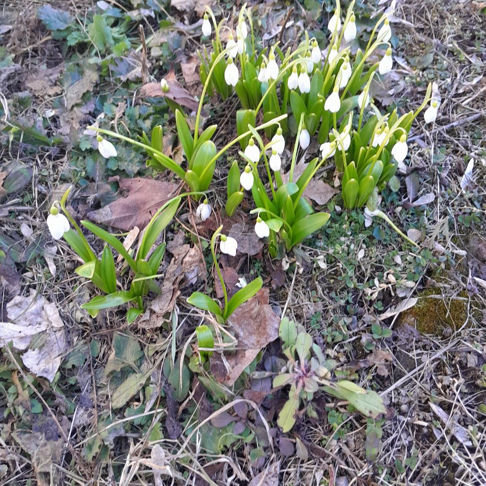 Snowdrops!