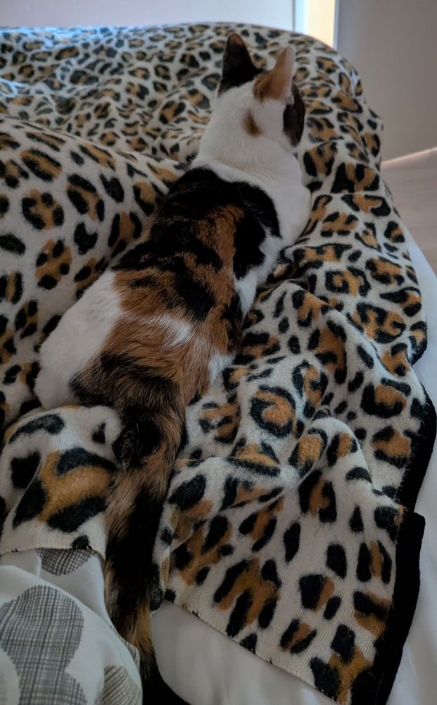 Lapjespoes Sabi ligt op bed óp de tijgerprint-deken...
Goed gecamoufleerd;)