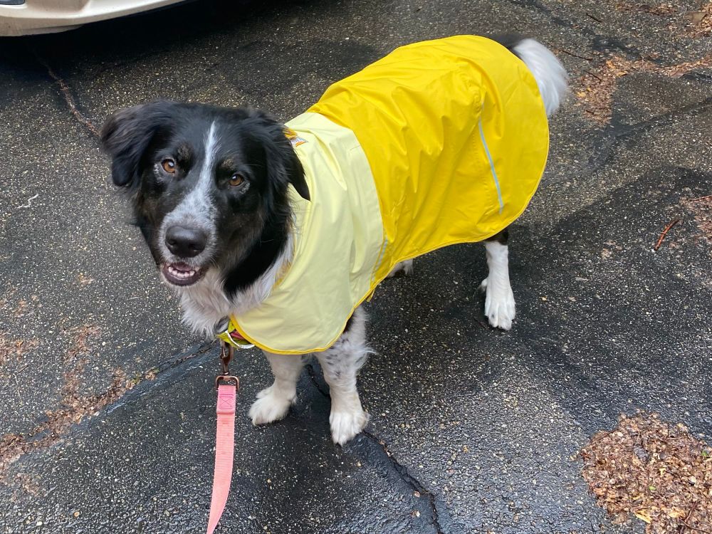 A black and white dog in a yellow raincoat standing on an asphalt driveway. Her ears are upward, but in a relaxed position. She is looking at the camera. She looks friendly, but mischievous. As though she might get in some kind of disgusting but mostly harmless misbehavior, such as, I dunno, lick the inside of the photographer’s water glass shortly after this picture is taken