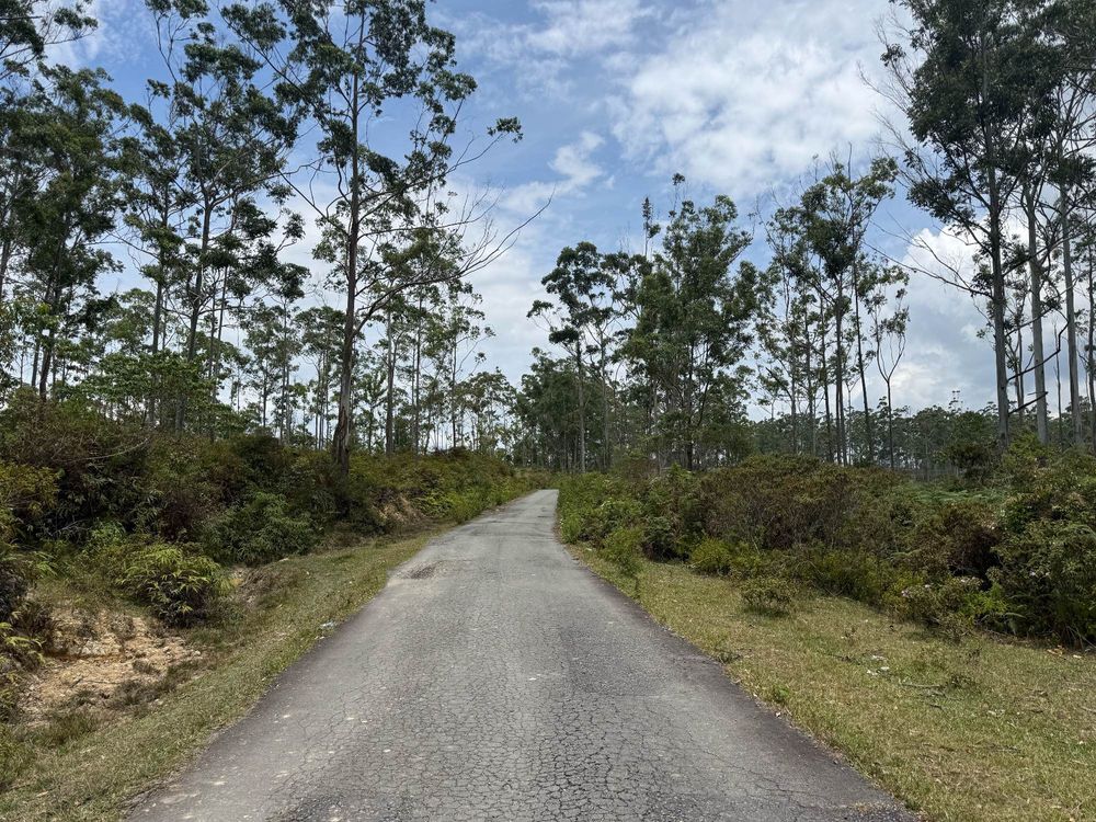 Forêt d’eucalyptus