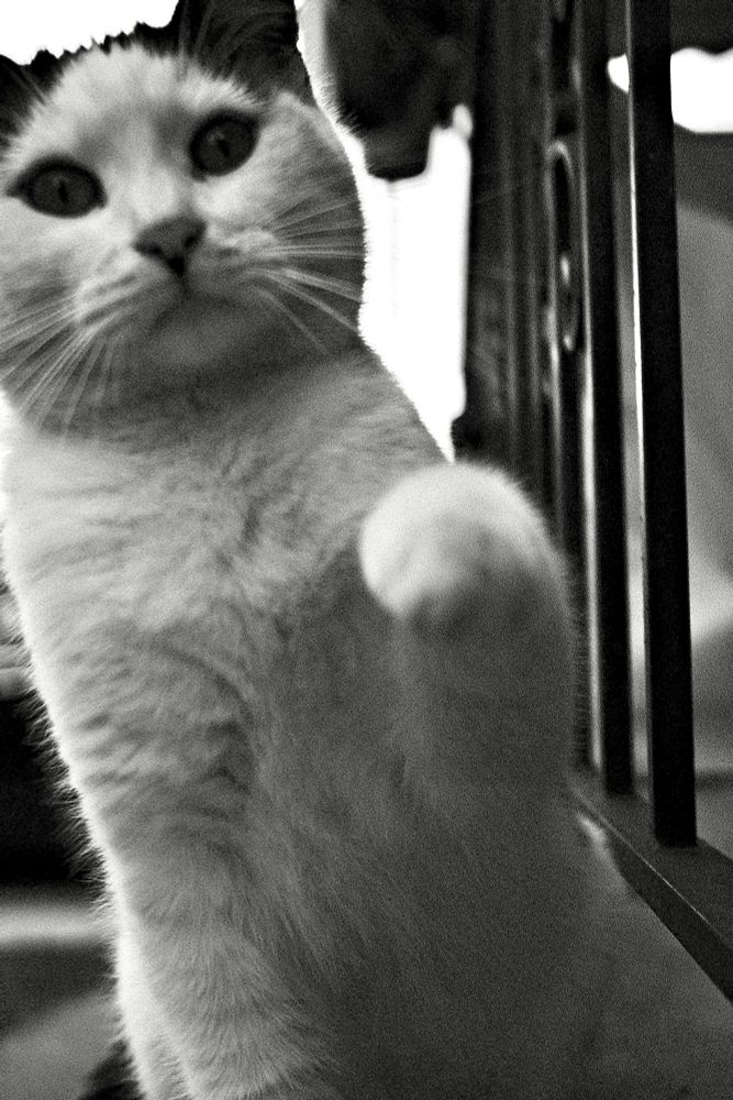 A black and white photograph of a mostly white cat w/black spots sitting on a porch in Queens, NYC - swatting at the camera