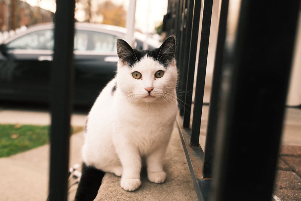 Photograph of a mostly white cat w/ black spots sitting on a porch in Queens, NY staring right into a camera