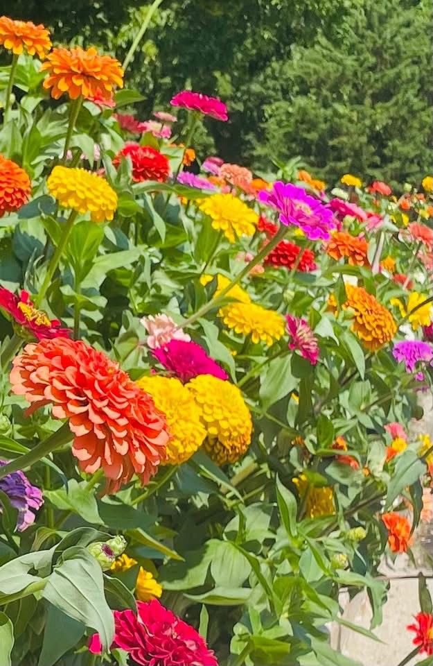 Yellow, red & pink flowers growing in a flower bed.