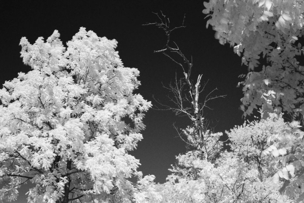 Infrared photo of trees and sky