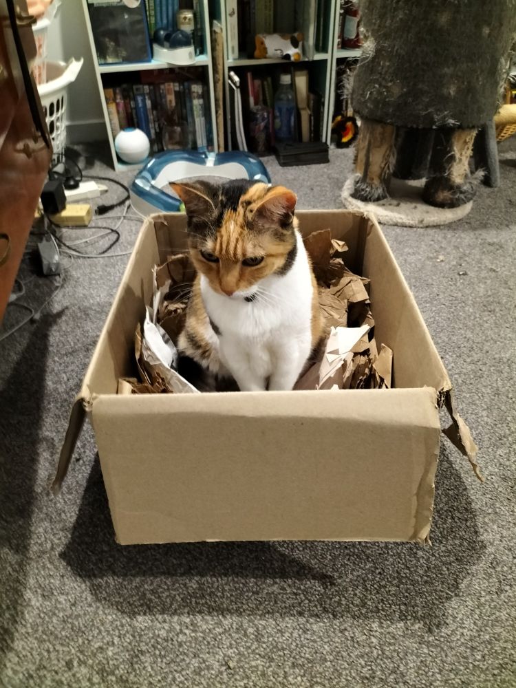 A calico cat sitting up in a cardboard box full of packing paper