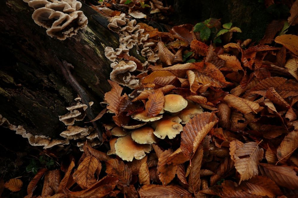 Paddestoelen en zwammen knus  tegen een boomstronk en tussen oranje, bruine bladeren.